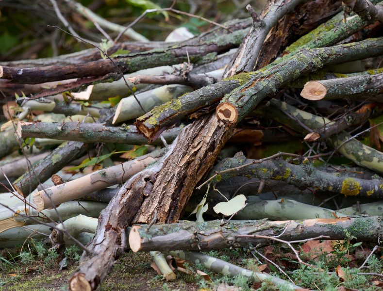 Campaña de recogida de restos de poda