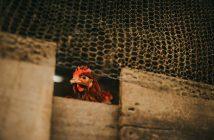 Confinamiento de aves