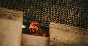 Confinamiento de aves