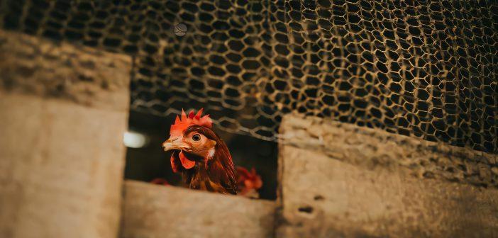 Confinamiento de aves