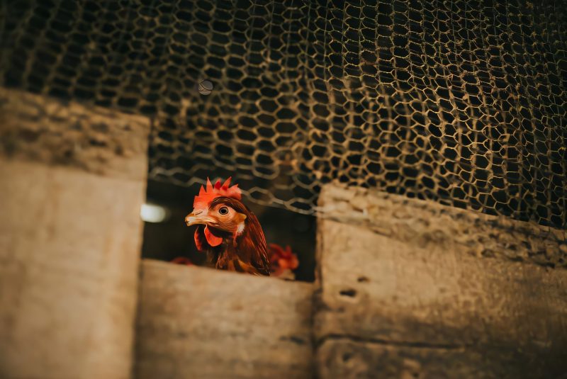 Confinamiento de aves