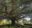 Cedrus libani ubicado en la Casita del Infante del I Certamen "Árbol del Año" 2026