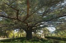 Cedrus libani ubicado en la Casita del Infante del I Certamen "Árbol del Año" 2026