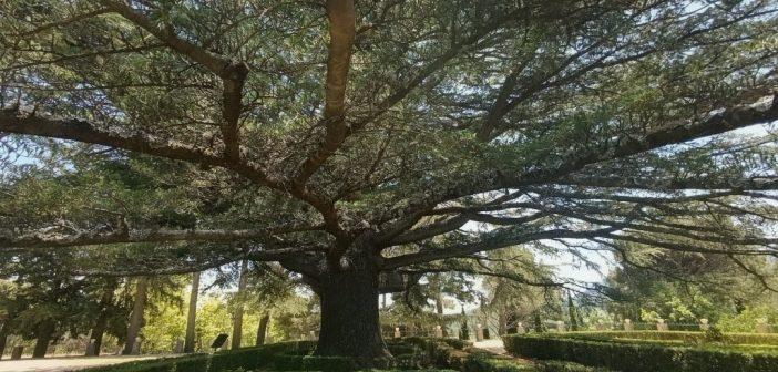 Cedrus libani ubicado en la Casita del Infante del I Certamen "Árbol del Año" 2026