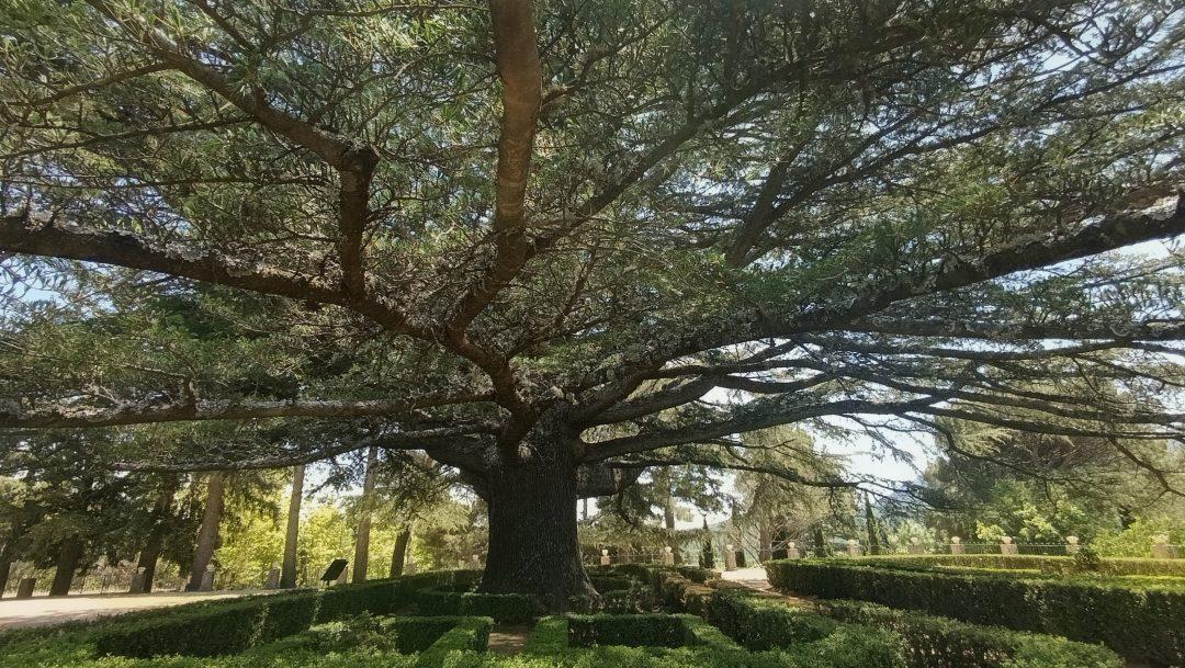 Cedrus libani ubicado en la Casita del Infante del I Certamen "Árbol del Año" 2026